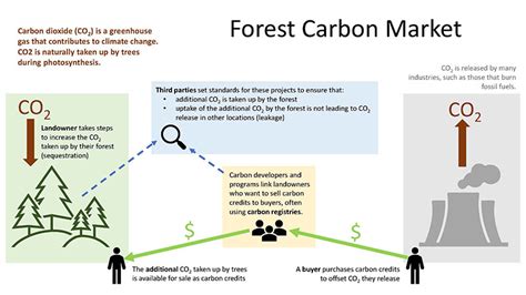 Forests Carbon Markets Nys Dept Of Environmental Conservation