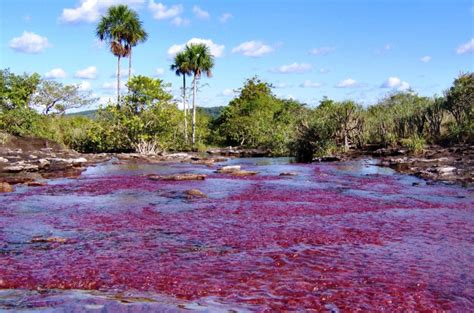 Hours, address, cano cristales reviews: Caño Cristales - A River of Colors - World for Travel