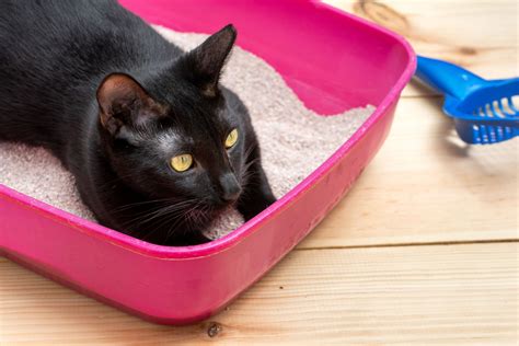 How To Get Kittens To Pee In The Litter Box Offers Discount Save 48 Nacbr