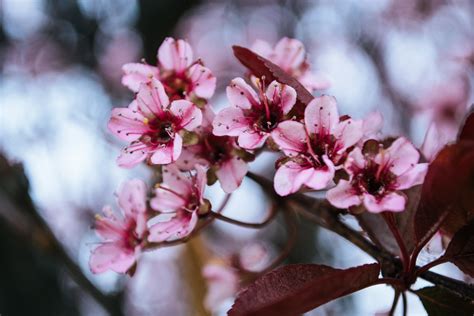 Selective Focus Photography Of Pink Cherry Blossom Flower