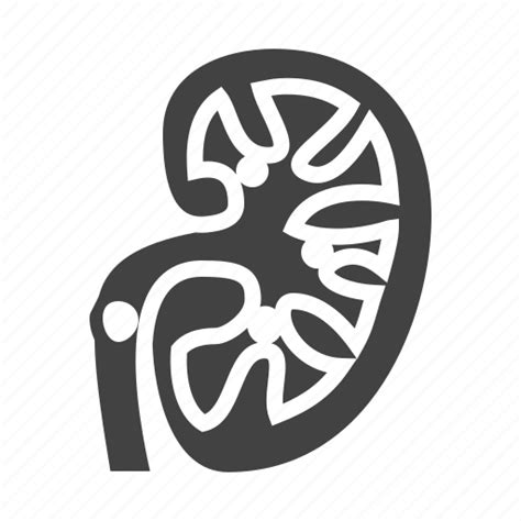 Kidney Organ Stones Urology Icon