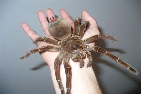This Is How Largest Spider In The World Looks Serpent Huntsman