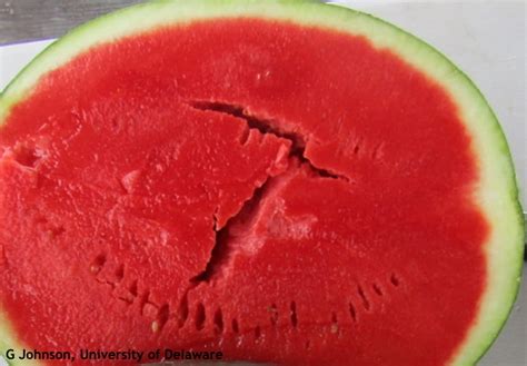 Hollow Heart In Watermelon Revisited Weekly Crop Update