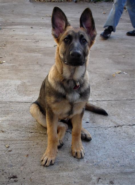 Red Sable German Shepherd Puppies Puppies