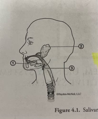 Salivary Glands Flashcards Quizlet