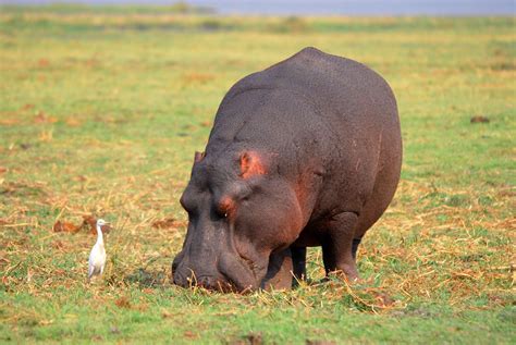 Beautiful Animals Safaris Africa River Horses Hippopotamus Trails