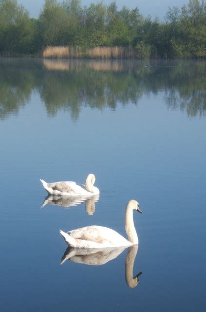Swans On Needham Lake 1 Andrew Hill Flickr