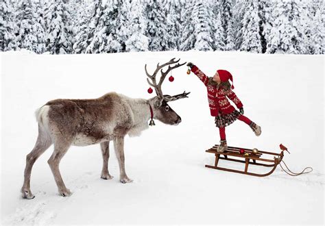 Santa S Reindeer Are Female According To Science