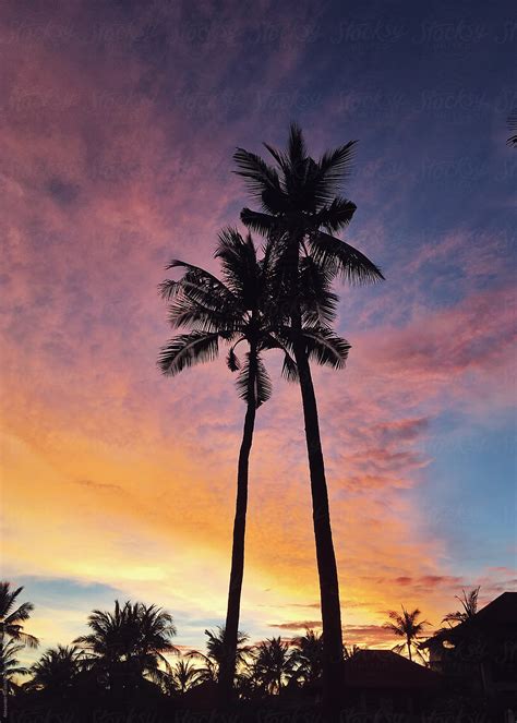 Silhouette Of Palm Trees At Sunset Sky By Stocksy Contributor