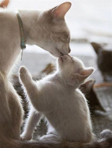 Cute Cat Kiss Images Cats Blog