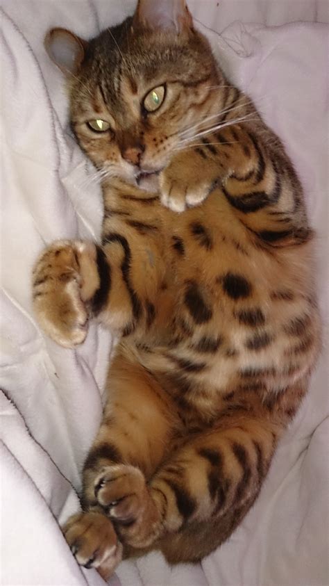 3,319 likes · 19 talking about this · 66 were here. Cat adoption in , CT17 9RE : Bengal leopard cat pure ...