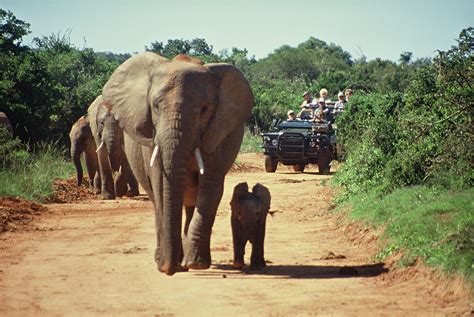 All Africa Safaris Perfect Way To Find Your Safari Today