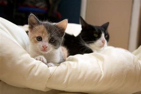 Little Calico Minipouss Love Meow Baby Animals Cute Baby Animals