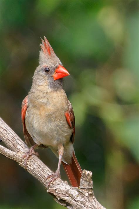 Female Cardinal Birdwatching