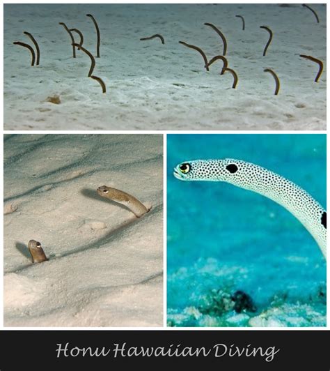 Honu Hawaiian Diving Some More Fun Fish Facts Pt 2