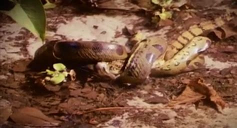 بالفيديو لحظة التهام ” أفعى أناكوندا ” عملاقة لـ ” تمساح ” ضخم