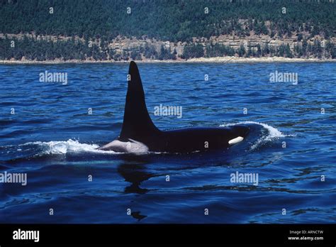 Killer Whale Orcinus Orca Lone Bull In Gulf Islands Vancouver