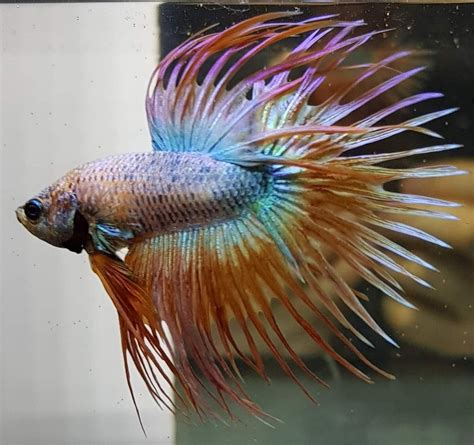 Pin By Mytatgg On Betta Fish Betta Fish Betta Beautiful Fish