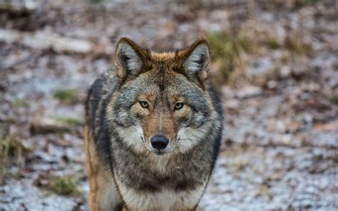 Encontrou Um Lobo No Gerês 10 Coisas Que Deve Saber Quando O Enfrentar