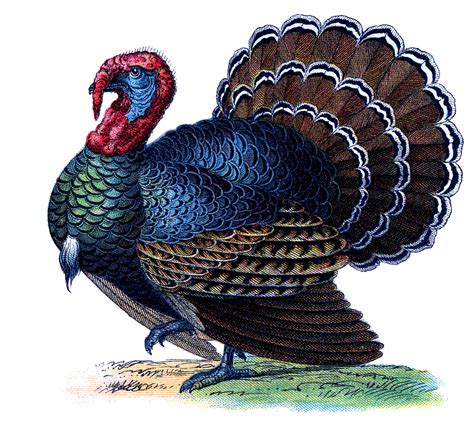 vintage thanksgiving image gorgeous turkey the graphics fairy
