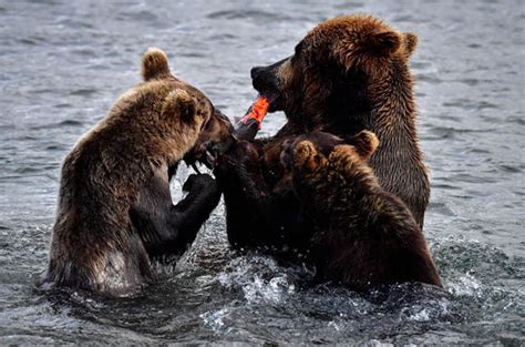 Bear Shot Dead Russia Gallbladder Black Market Impotence