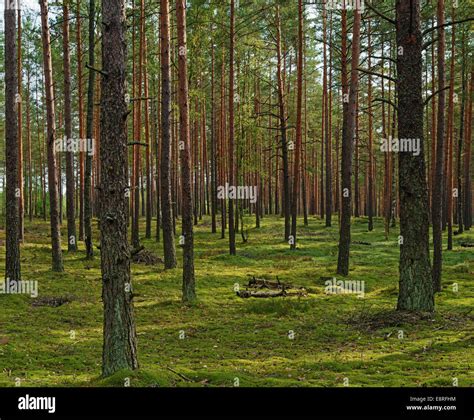 Sunlight Pine Forest Stock Photo Alamy