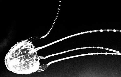 Box Jellyfish The Most Venomous Sea Creature Animal Pictures And