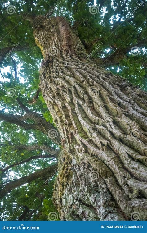Beautiful Oak Tree Trunk With Harsh Bark Big Tree In The Park Stock