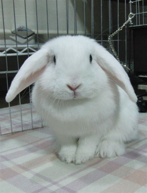 Holland Lop Blue Eyed White Rabbit Usa Mascotas Animales Conejos