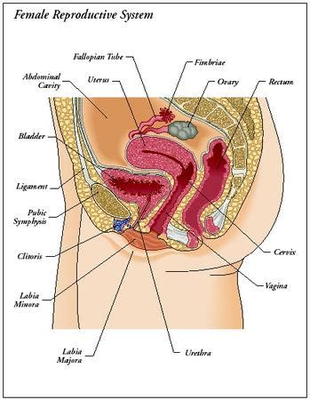 In this article what parts make up the female anatomy? Design: parts of the reproductive system - The ...