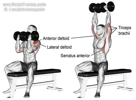 Arnold Press A Compound Push Exercise Invented By Arnold