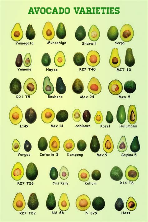 Garden And Farms Different Avocado Varieties