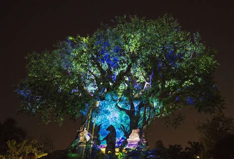 Tree Of Life Awakenings Disneys Animal Kingdom