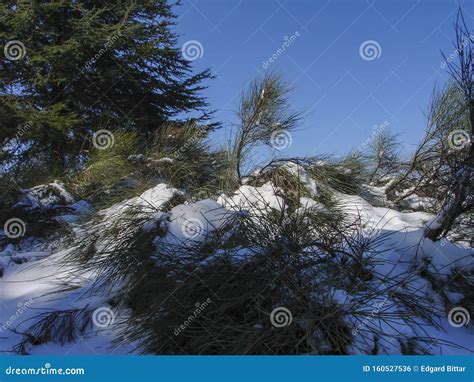 Arz Al Barouk Lebanon Cedars Snow Season Stock Photo Image Of Hiking