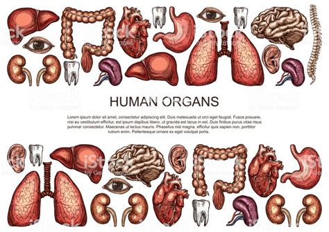 The Human Organs And Their Corresponding Organ Systems Hand Drawn