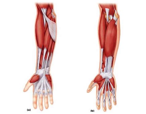 Note that some lower arm muscles (e.g., the extensor carpi radialis. muscles in the lower arm