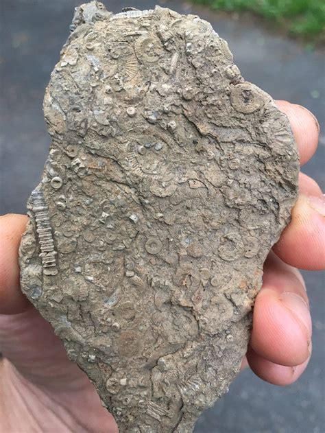 Fossil From New York Rockhounds