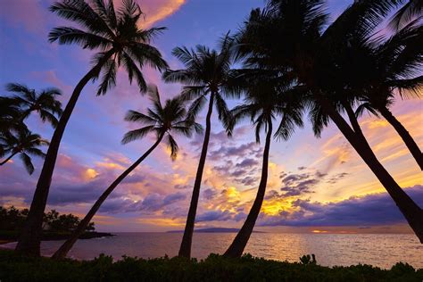 Palm Trees in the Sunset HD Wallpaper | Background Image | 2048x1367 ...