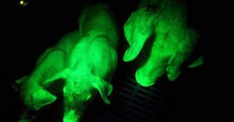 Bioluminescence Cat Bioluminescent Mammals The Pigs Are Transgenic