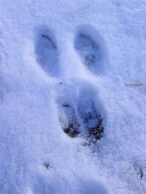 Rabbit Tracks Identification