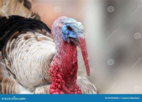 Portrait Of Turkey On The Background Stock Photo Image Of Animal