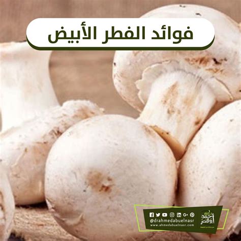 ماهو مرض الفطر الابيض الذي ظهر بعد تفشي مرض الفطر الاسود المميت بعد ايام من ظهور مرض #الفطر_الأسود في الهند يظهر مرض ليس بجديد ولكنه يتفشي بشكل ملحوظ في. فوائد الفطر الأبيض | Stuffed mushrooms, Food, Cheese
