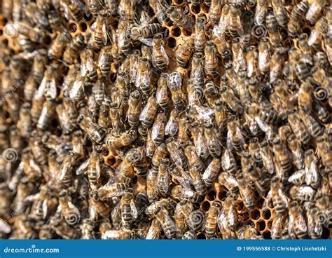 Sluitingen Van Bijen Op Honingraat In Bijenkast Selectief Gericht Op Honingbijen Stock Foto