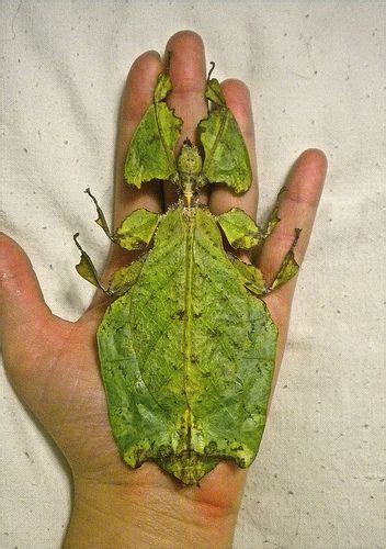5 Reasons Why This Giant Leaf Insect Found In Malaysia