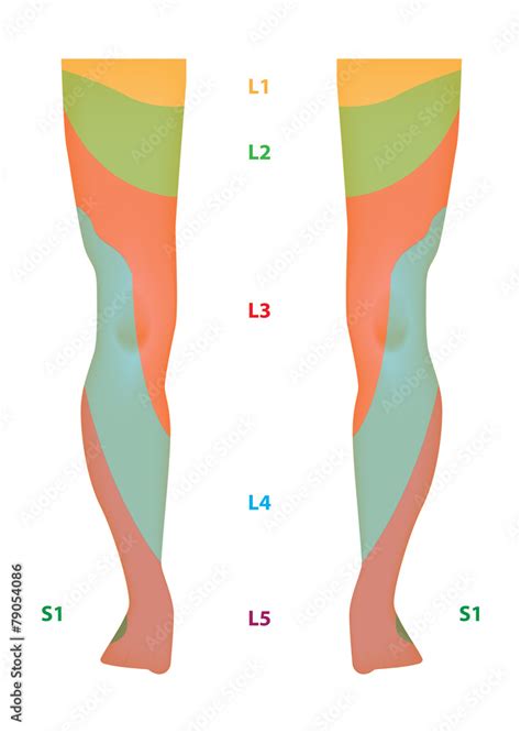 Dermatome Map Of The Lower Limb Labeled Diagram Illustration Stock