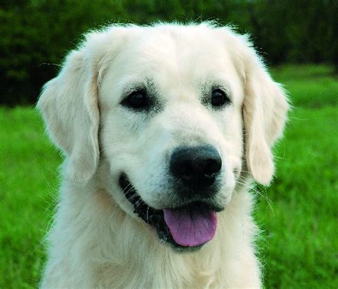 GOLDEN RETRIEVER - charakterystyka, szczeniaki, cena - Psy.pl
