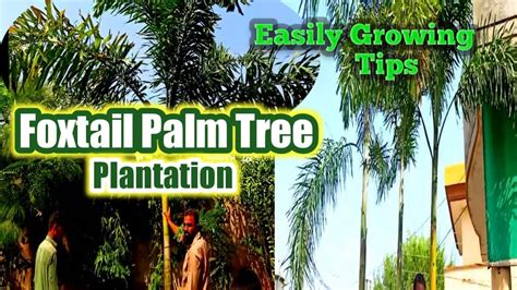 Foxtail Palm Tree How To Plant A Foxtail Palm Grow Full Size