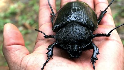 Historias De Colecci N Colecci N De Entomolog A Escarabajos Rinoceronte Youtube