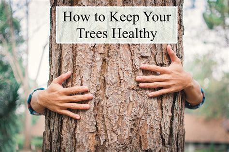 How To Keep Your Trees Healthy Deely House