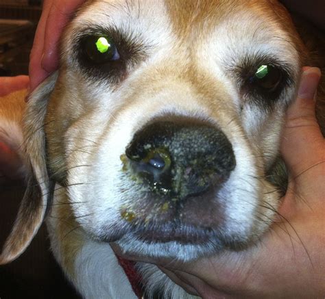 Canine Nasal Disease Veterinary Clinics Small Animal Practice